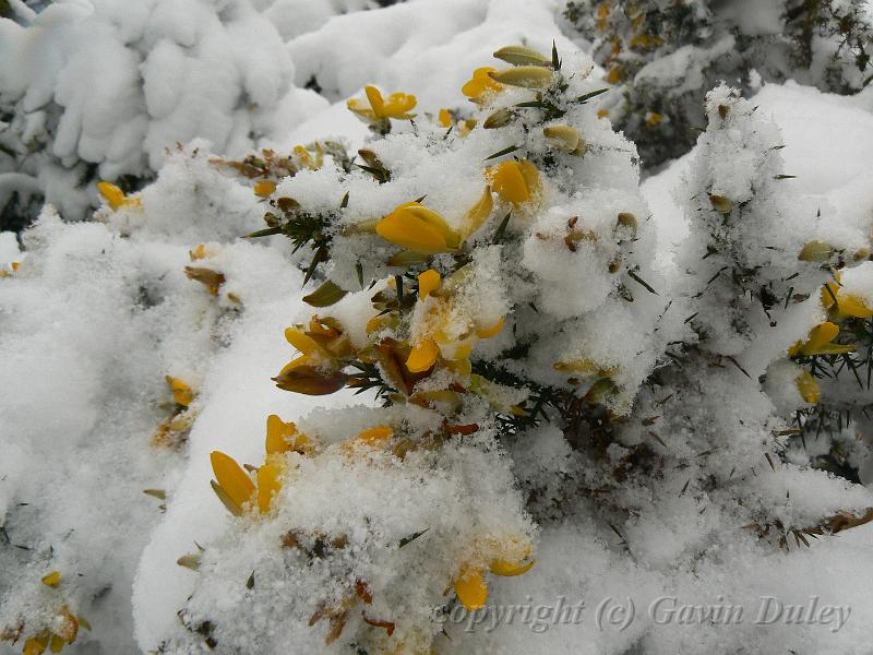 Gorse in snow, Blackheath P1070071.JPG